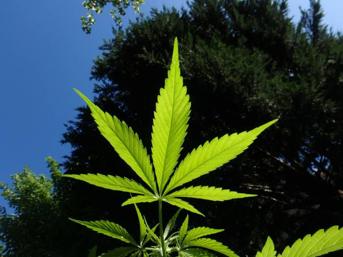 cannabis marihuana